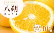 八朔(はっさく) 約10kg サイズおまかせ　紀伊国屋文左衛門本舗 ※2026年1月下旬～2026年4月上旬頃より順次発送予定【sgtb411B】