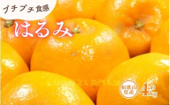 はるみ 約4kg/サイズおまかせ　※2026年1月下旬～2026年3月中旬頃に順次発送予定(お届け日指定不可)　紀伊国屋文左衛門本舗　【sgtb460B】