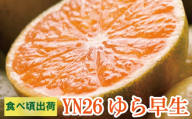 [先行予約]家庭用有田みかん サイズ混合(2S〜2L) 7.5kg+250g ※10月より発送(極早生)[わけあり・訳あり]※北海道・沖縄・離島配送不可 / みかん ミカン 果物 くだもの フルーツ 柑橘 和歌山 有田みかん 有田[ikd017B]