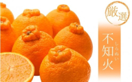 [2月より発送][先行予約]厳選不知火1kg+250g(傷み補償分)[デコポンと同品種・人気の春みかん]/ みかん 果物 くだもの フルーツ 和歌山 わかやま おすすめ 人気 有田みかん 柑橘 ミカン 不知火 でこぽん デコポン[ikd207B]