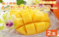 和歌山県産 樹上完熟しおさいマンゴー(2玉入り)※2026年8月上旬～2026年8月下旬頃に順次発送予定【tecj1030A】