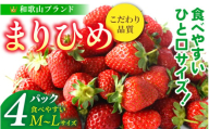 【先行予約】まりひめイチゴ4パック 食べやすいひと口サイズ M～L（15粒～20粒入×4パック）【2026年1月初旬～3月下旬頃に順次発送】（お届け日指定不可）/ いちご 苺 まりひめ 和歌山 フルーツ【kgr034】