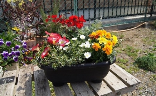 季節の花の寄せ植え 20cm鉢【005E-002】