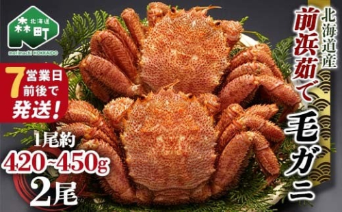 【7営業日前後で発送】北海道 毛ガニ 前浜茹で毛がに 約420g～450g 2尾 かに カニ 蟹 ガニ がに 森町 毛蟹 毛かに 毛がに 毛カニ 毛ガニ mr1-1038 2210171 - 北海道森町