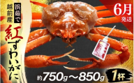 ≪浜茹で≫越前産 紅ずわいがに × 1杯（生で約750g～850g）【6月発送分】【紅ズワイガニ カニ かに 蟹】【紅ずわいがに】希望日指定不可 [e80-x002_06]