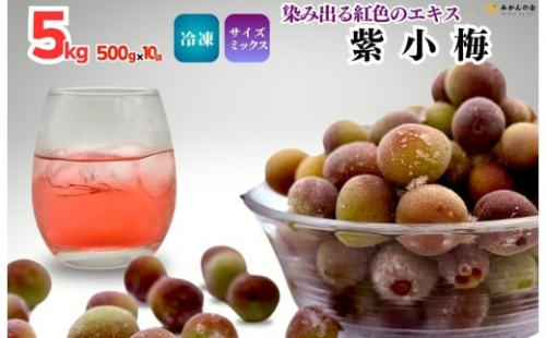 【2025年7月上旬～出荷予定】冷凍 紫小梅 5kg ( 500g ×10袋) 秀優混合 サイズミックス 紅紫色 梅 和歌山県産 紀州有田 クール便 【みかんの会】 2211839 - 和歌山県有田川町
