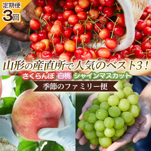 【定期便3回】山形の産直所で人気のベスト3！さくらんぼ・白桃・シャインマスカット【季節のファミリー便】 FY25-223 2211854 - 山形県山形市
