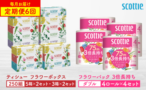 【定期便6回】【毎月お届け】【スコッティ】ティシュー フラワーボックス 250組（5箱パック×2セット・3箱パック×2セット）＋フラワーパック 3倍長持ち（4ロール(ダブル)パックx4セット）ティッシュ トイレットペーパー 日用品 ストック 2212493 - 熊本県八代市