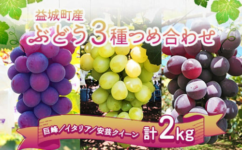 ぶどう 3種 詰め合わせ 合計約2kg 5～6房 巨峰 イタリア 安芸クイーン 【2025年9月上旬～9月下旬順次発送予定】 2212513 - 熊本県益城町