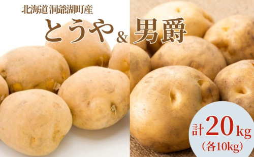 じゃがいも とうや 男爵 各10kg×1 計20kg 9月上旬～12月中旬までお届け ジャガイモ 芋 甘い なめらか しっとり ポタージュ カレー 調理 料理 煮込み料理 旬 季節 農作物 野菜 根菜 北海道 とうや湖農業協同組合  2212718 - 北海道洞爺湖町