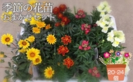 No.043 季節の花苗おまかせセット（20～24個）