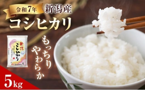 R7年産米 新潟産コシヒカリ5kg 2214165 - 新潟県新潟市