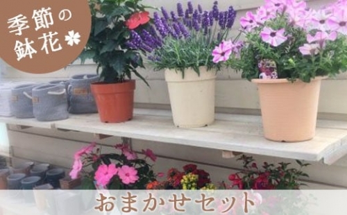 季節の鉢花「おまかせセット」