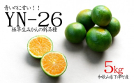 極早生みかん YN26 約5kg 2S-3S 《ご家庭用》 和歌山県海南市産 農園直送 まごころ産直みかん 【9月中旬よりお届け】【北海道・沖縄県・一部離島 配送不可】YN26 小玉 小粒 訳あり わけあり［Mg35］