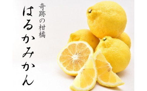 はるかみかん【訳あり】6kg 和歌山県海南市のはるかみかん  和歌山 海南市  果物 みかん 柑橘 人気 甘い おいしい フルーツ［Mg29］ 2214268 - 和歌山県和歌山市