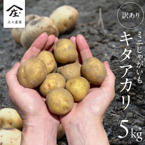 【訳あり】ミニ ジャガイモ ( キタアカリ )  5kg 田んぼで作ったころころジャガイモ 新じゃが じゃがいも 芋 大容量 家庭用 小粒 野菜 根菜 産地直送 新鮮 6000円 [BK49-NT] 2214420 - 茨城県つくばみらい市