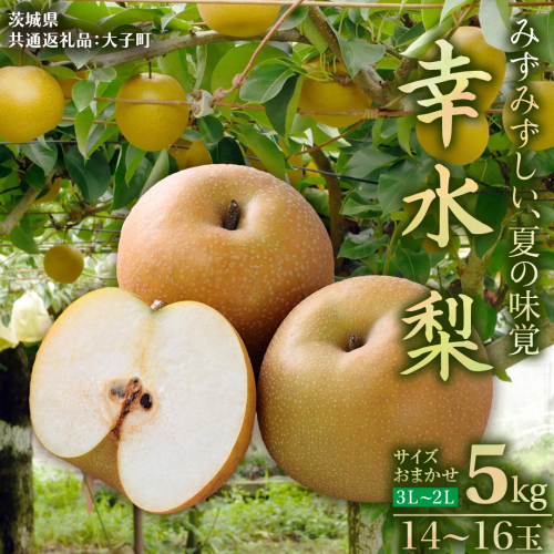 茨城県産 梨 幸水 サイズおまかせ(2L～3L) 5kg(14～16玉)  (茨城県共通返礼品：大子町) 梨 なし ナシ 果物 くだもの 季節 フルーツ デザート 旬果 2214444 - 茨城県牛久市