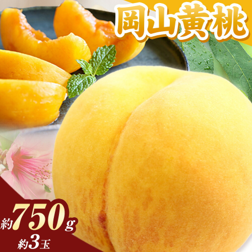 桃【2025年先行予約】桃 岡山の桃 黄桃 約750g《2025年8月下旬-9月下旬頃出荷》 ご家庭用 訳あり 岡山 旬 モモ もも 先行予約 送料無料 果物 岡山県 笠岡市 クール便 2214748 - 岡山県笠岡市
