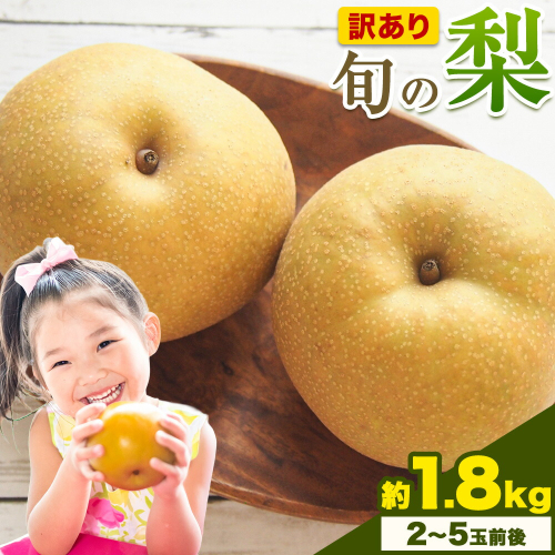 【先行予約】訳あり 旬の梨 約1.8kg 2～6玉前後 岡山県産 梨 訳あり 新高 愛宕 王秋梨 鴨梨 岡山 笠岡市《9月上旬-1月末頃に出荷予定》数量限定 梨 なし ナシ 2214815 - 岡山県笠岡市