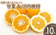 【先行予約】初夏の食べ比べセット～甘夏&河内晩柑～(各5玉) | 柑橘 かんきつ 甘夏 河内晩柑 フルーツ 果物 期間限定 【2026年4月下旬頃から発送予定】愛媛県 松山市 ココオ Koko'o