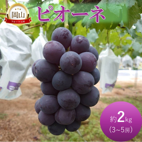 2026年 早期受付 ぶどう ピオーネ 約2kg 3～5房 岡山県高梁市産 岩原農園 葡萄 ブドウ 2215573 - 岡山県高梁市