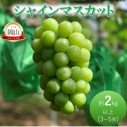 2026年 早期受付 ぶどう シャインマスカット約2kg（3～5房） 岡山県高梁市産 岩原農園 葡萄 ブドウ 2215574 - 岡山県高梁市