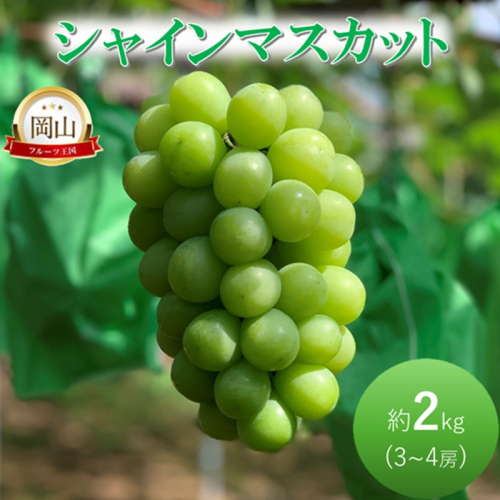 早期受付 ぶどう シャインマスカット約2kg（3～4房） 岡山県高梁市産 岩原農園 葡萄 ブドウ 2215574 - 岡山県高梁市