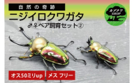 ニジイロクワガタ オスメス ペア飼育セット②【クワガタ クワガタムシ  昆虫 虫 国産 飼育 セット 夏休み 自由研究 鹿嶋市 茨城県】（KBY-10）