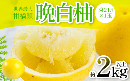 【先行予約】 晩白柚（秀2L以上×1玉）約2kg以上 柑橘 果物 フルーツ 熊本県産 ばんぺいゆ フルーツ 柑橘 特産品【2025年12月上旬より順次発送】 2217250 - 熊本県八代市