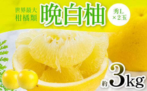 【先行予約】 晩白柚（秀L×2玉）約3kg 柑橘 果物 フルーツ 熊本県産 ばんぺいゆ フルーツ 柑橘 特産品【2025年12月上旬より順次発送】 2217251 - 熊本県八代市