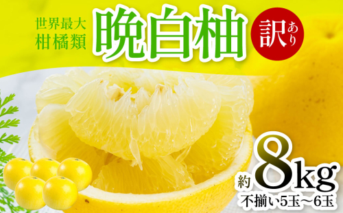 【先行予約】 晩白柚 （訳あり：不揃い5～6玉）約8kg 柑橘 果物 フルーツ 熊本県産 ばんぺいゆ フルーツ 柑橘 特産品【2026年1月上旬より順次発送】 2217252 - 熊本県八代市