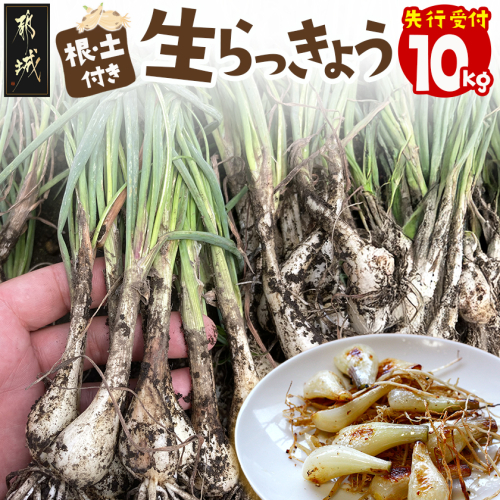 【先行受付!】根付き土付き生らっきょう10kg≪2026年5月中旬以降順次お届け≫_22-L701 2217401 - 宮崎県都城市