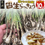 【先行受付!】掘りたて!新鮮!!根付き土付き生らっきょう10kg≪2026年5月中旬以降順次お届け≫_22-L701