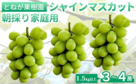 【とねが果樹園】家庭用 シャインマスカット3～4房（1.5kg以上）※2025年9月中旬以降に順次発送（日曜日、月曜日発送限定、発送指定不可）