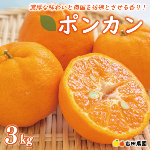 お試し用 ポンカン 3kg 9000円 みかん mikan 蜜柑 ミカン ぽんかん 産地直送 国産 農家直送 糖度 期間限定 数量限定 特産品 ゼリー ジュース アイス 冷凍 みかん 等に 人気 限定 甘い フルーツ 果物 柑橘 ビタミン 健康 美味しい おいしい ジューシー 小玉 含む お試し 試供品 お試し品 少量 吉田農園 愛南町 愛媛県 2218571 - 愛媛県愛南町