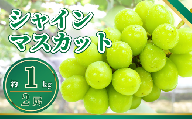 【2026年先行予約】シャインマスカット 約1kg｜白ぶどう 果物 フルーツ ぶどう 種無し 千曲市 長野県産 信州