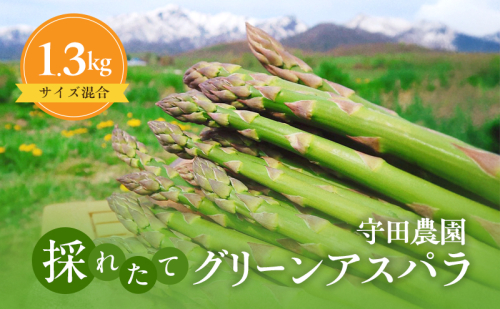 【2026年4月～発送】北海道 ふらの グリーン アスパラガス 約1.3kg サイズ混合 (守田農園) 野菜 新鮮 直送 朝採り アスパラガス 道産 北海道 ふらの 2219258 - 北海道富良野市