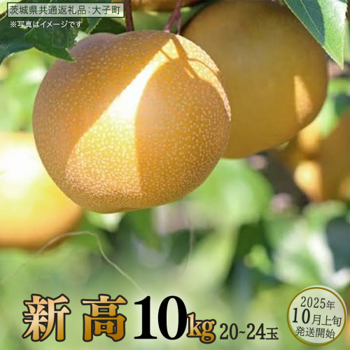 新高 約10kg (20～24玉)【2025年10月上旬発送開始】(茨城県共通返礼品：大子町) 梨 なし 果物 くだもの フルーツ にいたか 2219513 - 茨城県牛久市