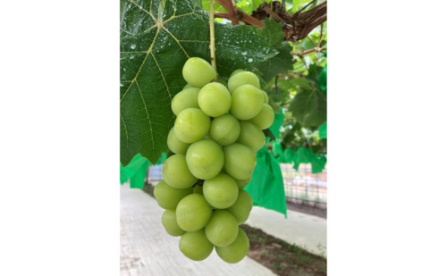 シャインマスカット 約1kg【2房】産地直送 果物 青戸ベイサイドヒルズ 種無し ぶどう ブドウ 葡萄 おすすめ お取り寄せ クール便 2220773 - 福井県おおい町