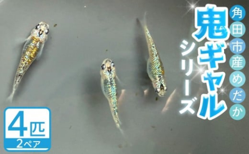 角田市産めだか（鬼ギャルシリーズ）　2ペア 2221332 - 宮城県角田市