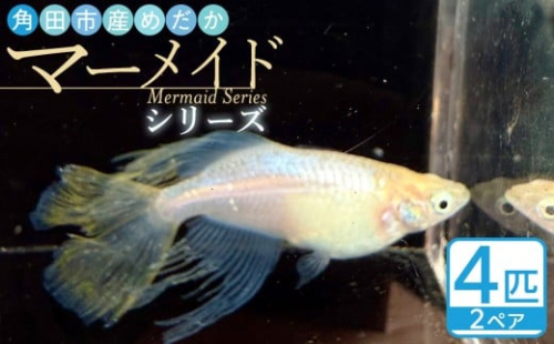 角田市産めだか（マーメイドシリーズ）　2ペア 2221333 - 宮城県角田市