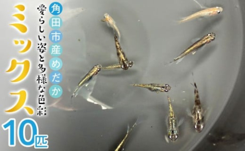 角田市産めだか（ミックス）10匹 2221334 - 宮城県角田市