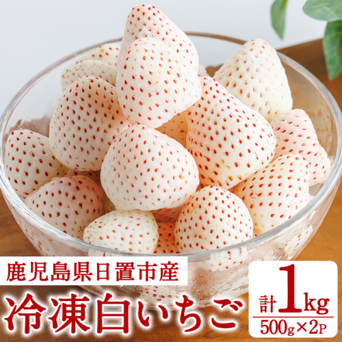 No.646-B 冷凍白いちご(約500g×2袋・計約1kg) 鹿児島 日置市 加工品 苺 イチゴ 冷凍 果物 フルーツ 小粒 アイス スムージー シロップ ジャム 数量限定 【ままりあ農園】 2221566 - 鹿児島県日置市