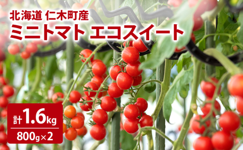 北海道 仁木町産 ミニトマト エコスイート 1.6kg [林果樹園]【トマト ミニトマト エコスイート 高糖度 フルーツトマト 赤 サラダ パスタ スープ 常備菜 産地直送 旬 健康 リコピン ビタミンC 美容】 2222176 - 北海道仁木町