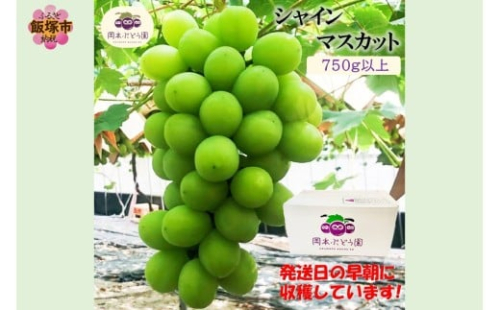 シャインマスカット750g以上＜2025年9月から発送開始分先行予約＞【A5-524】 2222972 - 福岡県飯塚市