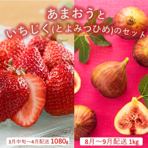 B385.あまおう約1,080gといちじく（とよみつひめ）約1kgのセット【あまおう】【とよみつひめ】 2225006 - 福岡県新宮町