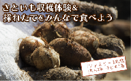 さといも堀り ＆ 採れたて試食会 体験 地元シェフ と 採れたて 野菜 をみんなで食べよう こども 親子 沼津 戸田  実季楽農園 【海と山に育まれた 戸田 の恵を掘り起こそう】  収穫 収穫体験 大人2名 子ども 1名 さといも 掘り 体験 試食 観光 静岡 沼津