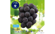 岡山　花笑み農園の『ニューピオーネ』家庭用　約2kg(3～5房)　P-2家＜9月上旬～順次発送＞【1650750】