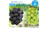 岡山　花笑み農園『ニューピオーネ&シャインマスカット』家庭用　約2kg　PS-2　9月中旬～順次発送【1650755】