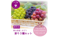岡山　花笑み農園『彩り3種セット』(シャイン、クイーンニーナ、ピオーネ)(3房)　贈答用　3M-2上【1650761】